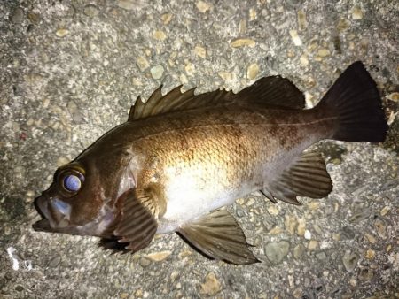 爆風のメバリング